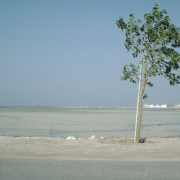 m29-bahrain-06-001