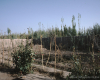 m41-china-23-034