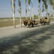 m41-china-23-002 m41-china-23-002