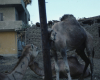 m01-egypt-cairo-68-047