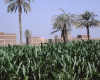 m01-egypt-cairo-63-008
