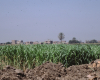 m01-egypt-cairo-64-006