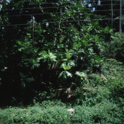 m07-jamaica-03-012
