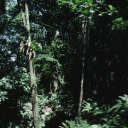 m07-jamaica-03-013