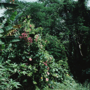 m07-jamaica-03-022