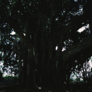 m07-jamaica-03-025