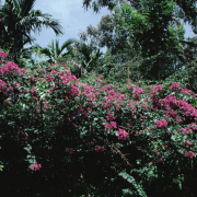 m07-jamaica-03-027