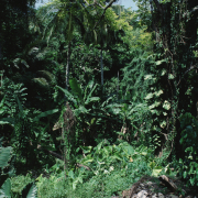 m07-jamaica-03-028