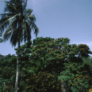 m07-jamaica-03-030